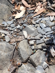 Chauliognathus tricolor