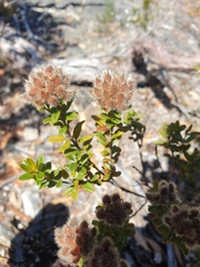 Oxylobium ellipticum