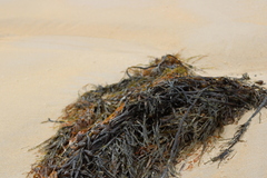 Phyllospora comosa