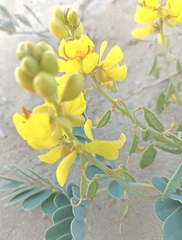 Senna italica arachoides