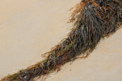 Phyllospora comosa