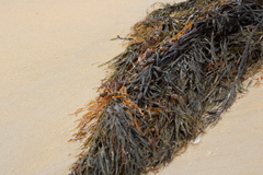 Phyllospora comosa