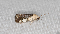 Acontia nivipicta