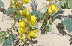 Senna italica arachoides
