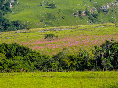Watsonia densiflora