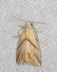 Eublemma cochylioides