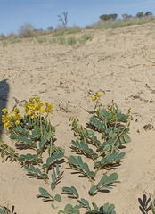 Senna italica arachoides