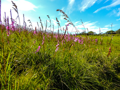Watsonia densiflora
