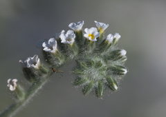 Heliotropium ellipticum
