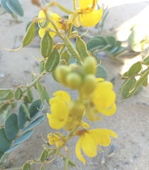 Senna italica arachoides
