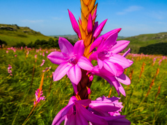Watsonia densiflora