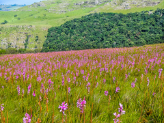 Watsonia densiflora