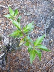 Phyllocladus aspleniifolius