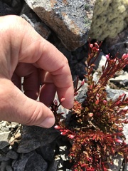 Epilobium porphyrium