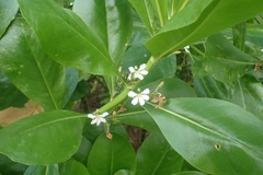 Scaevola taccada