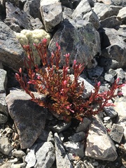 Epilobium porphyrium