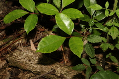 Tetrastigma nitens