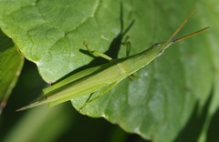 Atractomorpha similis