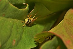 Polistes gallicus