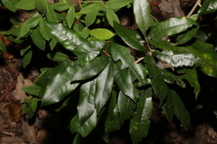 Heritiera trifoliolata