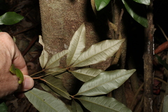 Heritiera trifoliolata