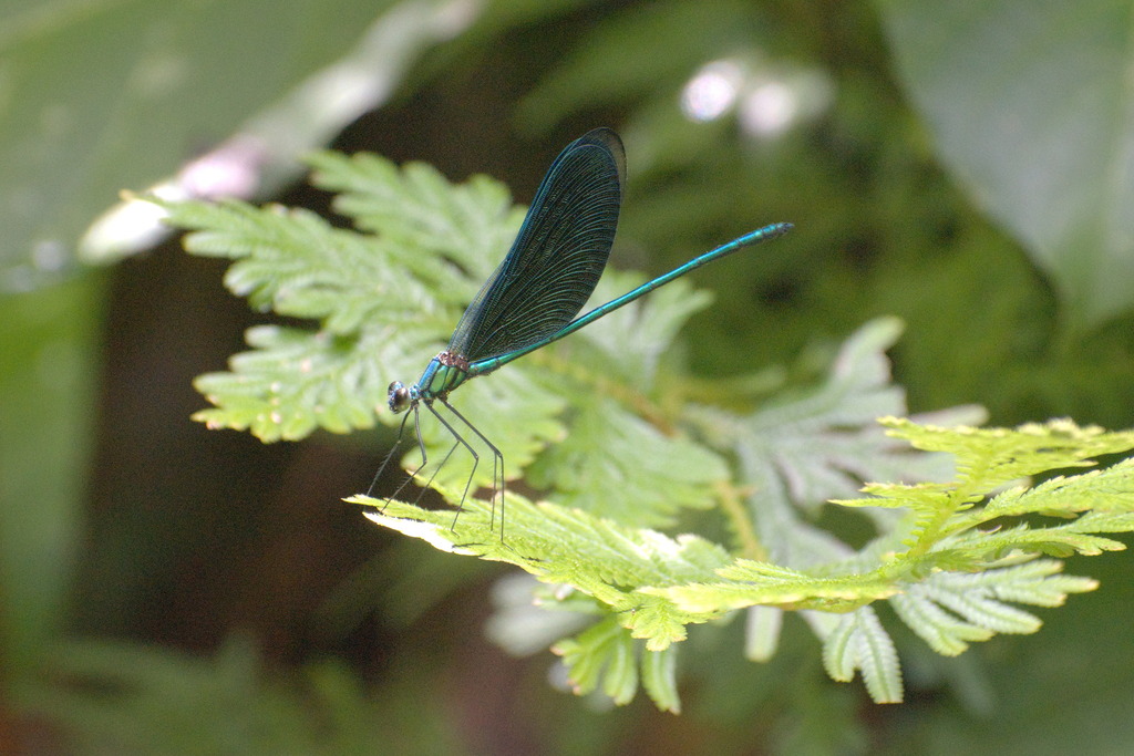 Peacock Metalwing