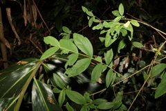 Wikstroemia indica