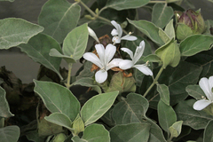 Barleria albostellata