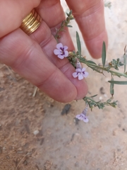 Violaceae