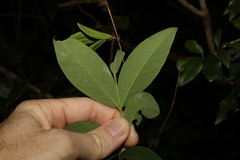 Wikstroemia indica