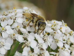 Leioproctus fulvescens