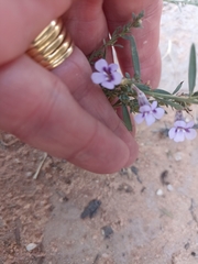 Violaceae