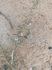 Violaceae