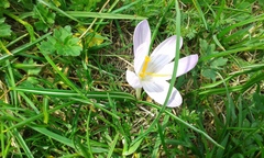 Crocus neglectus