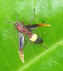 Polistes sagittarius