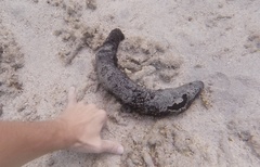 Holothuria leucospilota