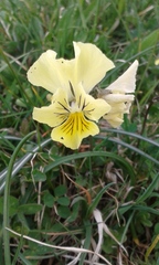 Viola eugeniae