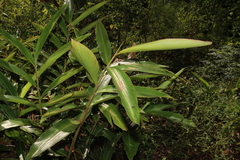 Alpinia caerulea