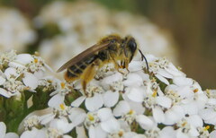 Leioproctus fulvescens