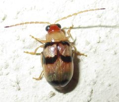Monolepta