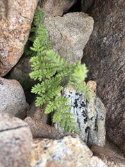 Hypolepis millefolium