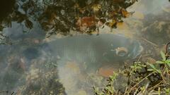 Heterotilapia buettikoferi