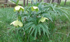 Helleborus bocconei