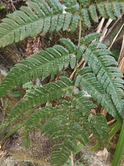 Dryopteris varia