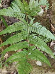 Dryopteris varia
