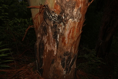 Eucalyptus saligna