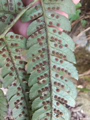 Dryopteris varia