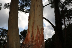 Eucalyptus saligna