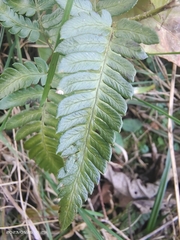 Dryopteris varia