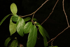 Ficus coronata